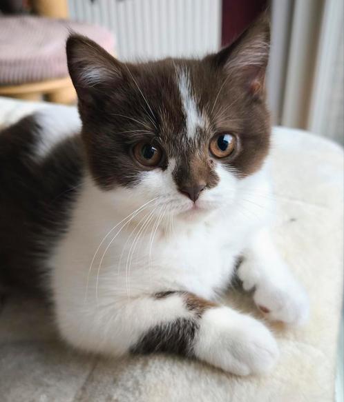 Brits korthaar kitten, Dieren en Toebehoren, Katten en Kittens | Overige Katten, Kortharig, Poes, 0 tot 2 jaar