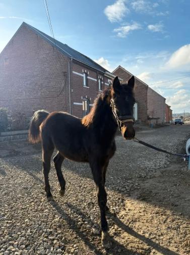 Prachtig zangersheide jaarling hengst, Dieren en Toebehoren, Paarden, Hengst, 0 tot 2 jaar, Springpaard, Met stamboom, Gechipt