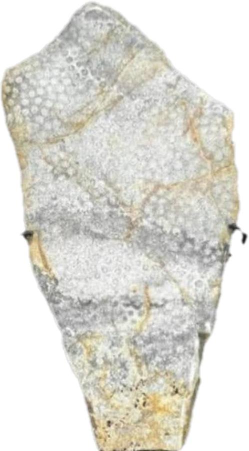 steen/ versteend koraal op sokkel., Verzamelen, Mineralen en Fossielen, Fossiel, Ophalen of Verzenden