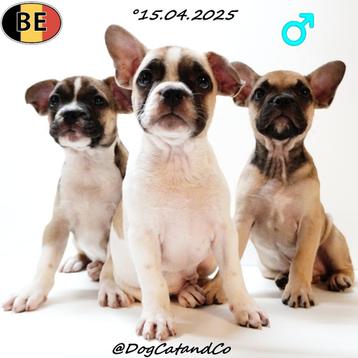 Franse Bulldog X Boston Terriër - pups geboren in België beschikbaar voor biedingen