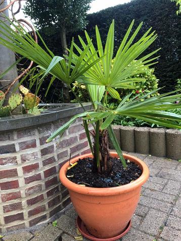 Trachycarpus Fortunei  beschikbaar voor biedingen