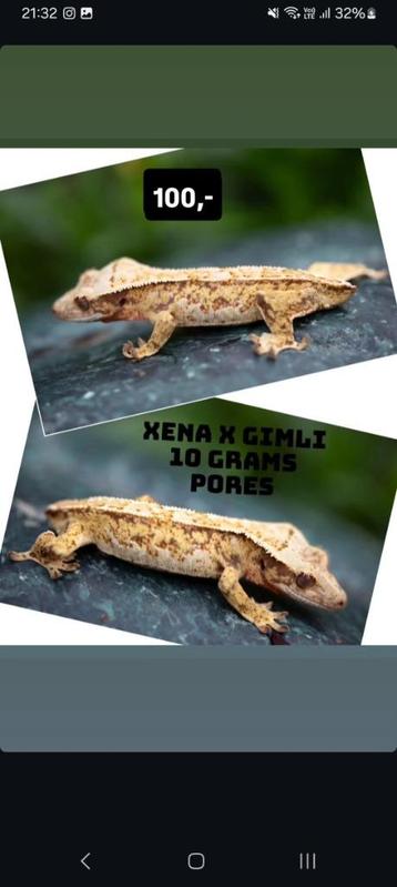 Poss 1.0 Extreme Tricolor wimpergekko baby  beschikbaar voor biedingen