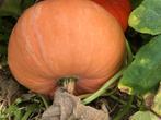 Pompoenen, Tuin en Terras, Planten | Tuinplanten, Ophalen of Verzenden