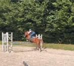 Ponette 10 ans, Merrie, Springpaard, Minder dan 160 cm, Gechipt