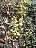 Klimop of Hedera 'Buttercup' en andere, Tuin en Terras, Planten | Tuinplanten, Ophalen, Vaste plant, Bodembedekkers
