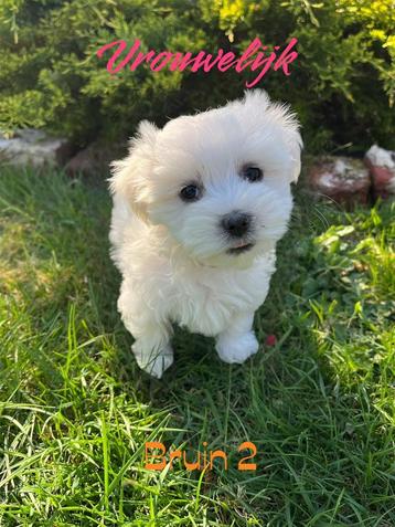 Mini maltezers pups nog 1teefje en 1 reu beschikbaar, Dieren en Toebehoren, Honden | Chihuahua's en Gezelschapshonden, België