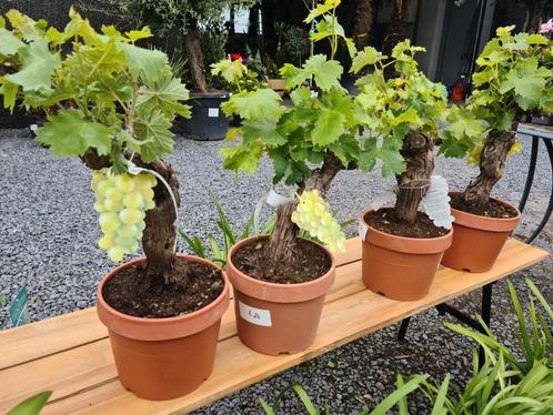 Vitis Vinifera Bonsai - witte druivelaar, Jardin & Terrasse, Plantes | Jardin, Enlèvement