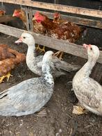 Barbarie eenden, Dieren en Toebehoren, Pluimvee