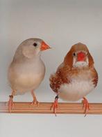 Zebravinken, Dieren en Toebehoren, Meerdere dieren, Tropenvogel, Tam