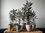 Kamerplantjes 35-45 cm Plerandra elegantissima, Ophalen of Verzenden, In pot, Minder dan 100 cm