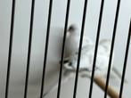 Bonte diamantduifjes, Dieren en Toebehoren, Vogels | Duiven, Overige soorten