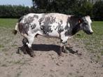 dikbil koeien, Dieren en Toebehoren, Runderen, Vrouwelijk, 3 tot 6 jaar
