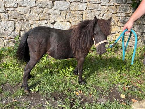 Jonge miniatuurmerrie (Shetland), Dieren en Toebehoren, Pony's, Onbeleerd, A pony (tot 1.17m), Recreatiepony, 0 tot 2 jaar, Gechipt