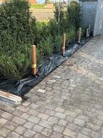 Burkwoodii osmanthus aan stuntprijzen!, Tuin en Terras, Planten | Struiken en Hagen, Ophalen, Taxus