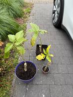 Brugmansia - roze, Ophalen