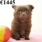 Pomchi - chiots Belges à vendre, Animaux & Accessoires, Commerçant, Autres races, 8 à 15 semaines, Plusieurs