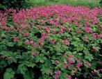 Geranium Macrorhizum Bevan´s Variety blote wortel, Tuin en Terras, Planten | Tuinplanten, Ophalen
