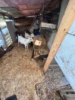 Te koop twee Sanen geiten, Dieren en Toebehoren, Schapen, Geiten en Varkens, Vrouwelijk, Geit, 0 tot 2 jaar