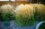 Calamagrostis  acutiflora ‘Karl Foerster’, Enlèvement