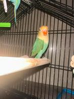 Dwergpapegaai te koop, Dieren en Toebehoren, Dwergpapegaai of Agapornis