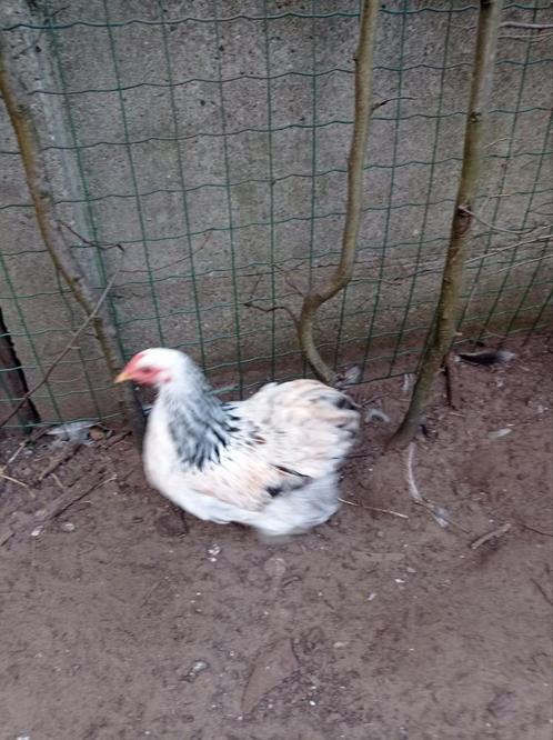 cochin kriel, Dieren en Toebehoren, Pluimvee