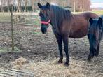 Betrouwbare PRE merrie 15j (Madrid opgeleid), Dieren en Toebehoren, Merrie