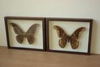 Taxidermie grote vlinders in kader, Verzamelen, Ophalen of Verzenden, Gebruikt, Insect