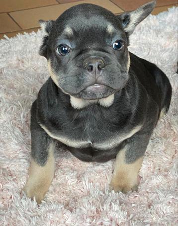 franse bulldog pups,teefje