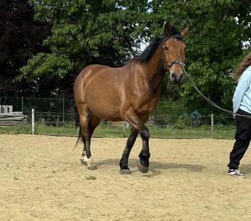 Weidemaatje of therapiepaard beschikbaar voor biedingen