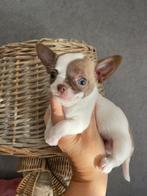 Reutje en teefje, Dieren en Toebehoren, Honden | Chihuahua's en Gezelschapshonden, CDV (hondenziekte), België, Fokker | Hobbymatig