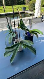 Set van 3 orchideeën in sierpot, Huis en Inrichting, Kamerplanten, Overige soorten, Minder dan 100 cm, Halfschaduw, In pot
