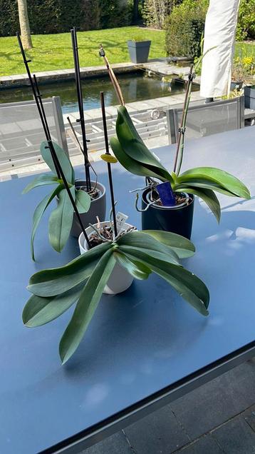 Set van 3 orchideeën in sierpot 