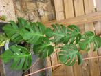 Monstera bonte plant, Huis en Inrichting, Ophalen, 100 tot 150 cm, In pot, Groene kamerplant