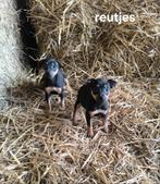 Schattige Dwerg Pincher Pups, Dieren en Toebehoren, België, Overige rassen, CDV (hondenziekte), 8 tot 15 weken
