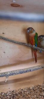 Pyrrhura's, Dieren en Toebehoren, Vogels | Parkieten en Papegaaien, Meerdere dieren, Parkiet, Geringd