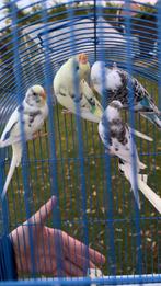 Jonge grasparkieten 2025, Dieren en Toebehoren