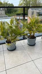 Terrasplanten balkonplanten., Ophalen