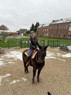 Verzorg paardje gezocht, Dieren en Toebehoren, Ophalen, Gebruikt