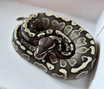 0.1 ball python - lesser ghi vanilla beschikbaar voor biedingen