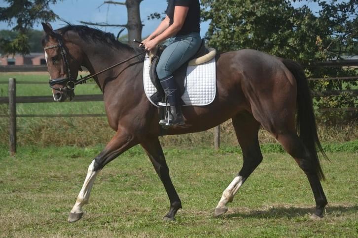 Knappe aanhankelijke ruin, Dieren en Toebehoren, Paarden, Ruin