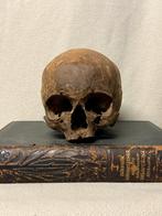 Schedel / skull, Verzamelen, Overige Verzamelen, Ophalen of Verzenden, Zo goed als nieuw