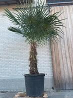 Palmboom, Ophalen, Palmboom