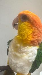 Papagaai te koop caique roestkop, Mannelijk, Papegaai, Geringd