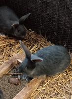 Duitsereus blauwe otter moertjes, Dieren en Toebehoren, Konijnen, Vrouwelijk, Groot, 0 tot 2 jaar