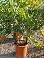 Palmboom Trachycarpus Fortunei 2 stam, Jardin & Terrasse, Plantes | Arbres, Enlèvement, Ombre partielle, Palmier