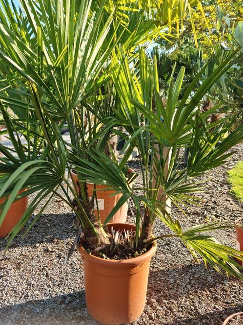 Palmboom Trachycarpus Fortunei 2 stam, Tuin en Terras, Planten | Bomen, Palmboom, Halfschaduw, Ophalen