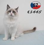 Prachtige Ragdoll-kittens te koop, Dieren en Toebehoren, Meerdere dieren, Gechipt, 0 tot 2 jaar