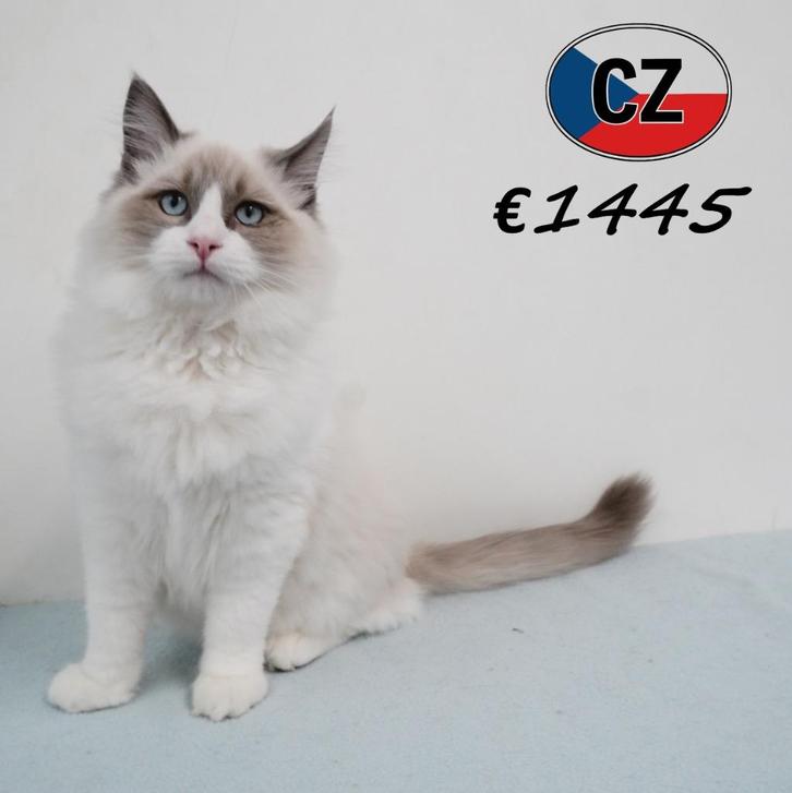 Prachtige Ragdoll-kittens te koop, Dieren en Toebehoren, Katten en Kittens | Raskatten | Langhaar, Meerdere dieren, 0 tot 2 jaar
