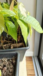 Cacaoplanten, Huis en Inrichting, Ophalen, Fruitplant, In pot, Minder dan 100 cm