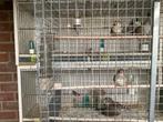 Zeebra vinkenVogels, Dieren en Toebehoren, Vogels | Parkieten en Papegaaien, Meerdere dieren